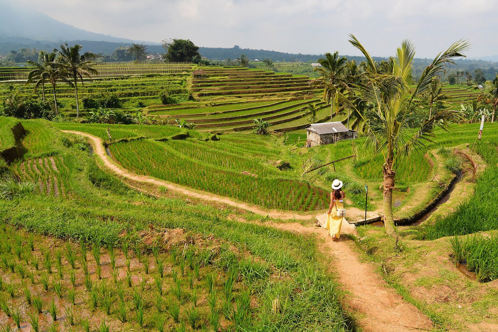 Rice terraces in Jatiluwih with a walking path