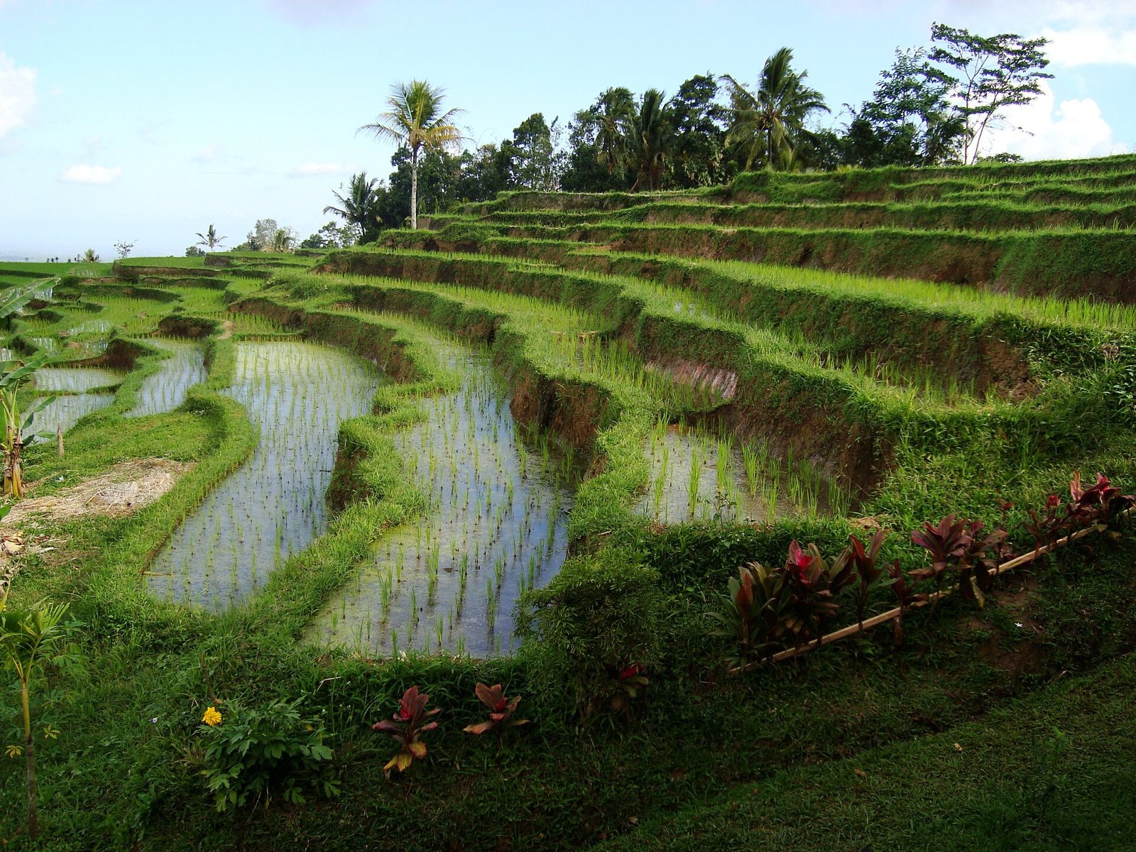 Flooded terraces at Jatiluwih