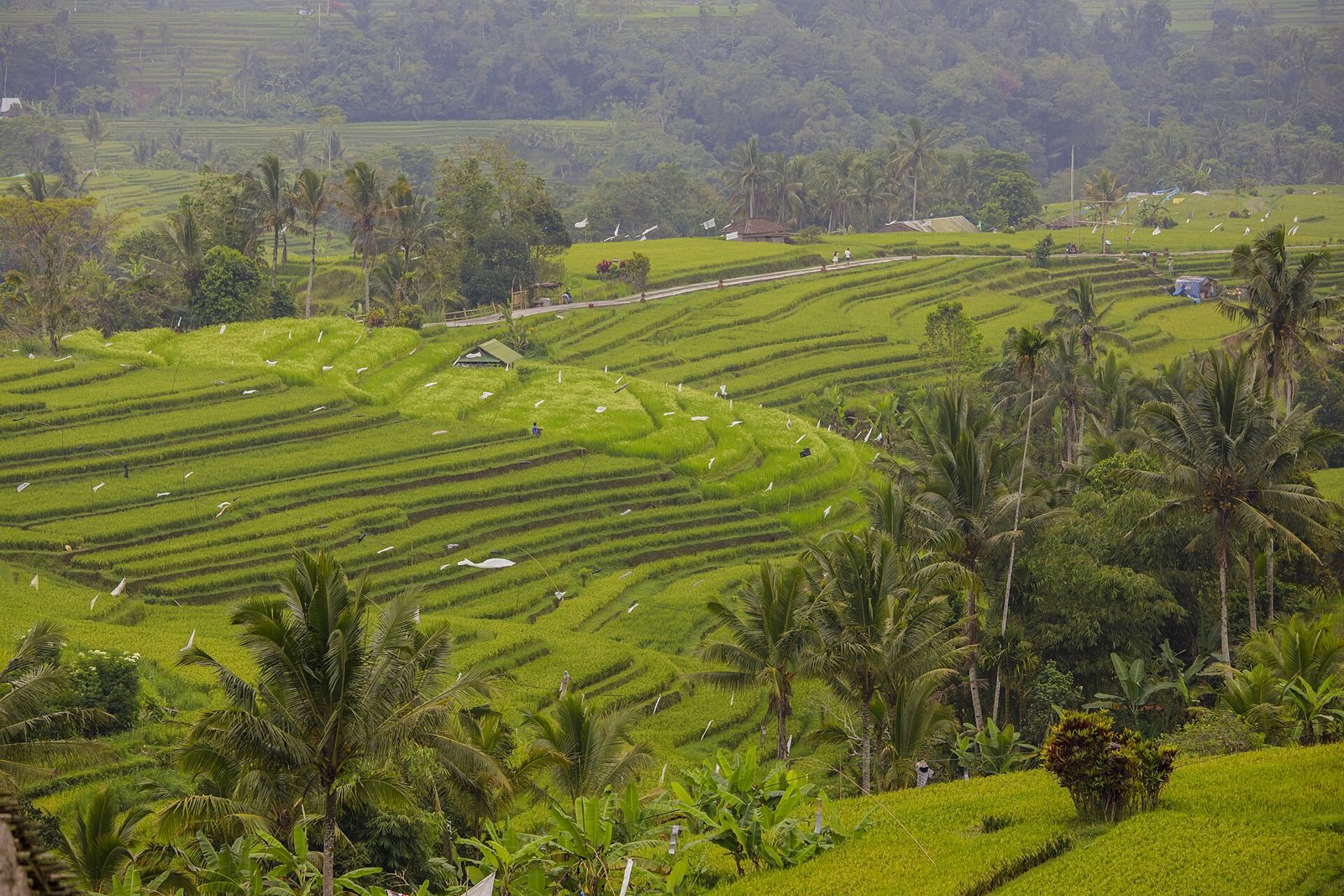 Wide view of the Jatiluwih rice terraces